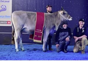 Lorento Lilli Bruna 2